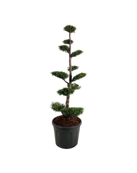Thuja