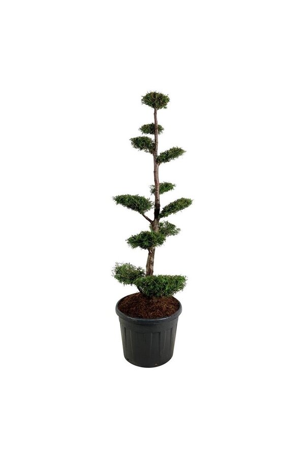 Nadelbaum Thuja Brabant