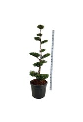 Nadelbaum Thuja Brabant