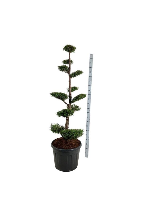 Nadelbaum Thuja Brabant