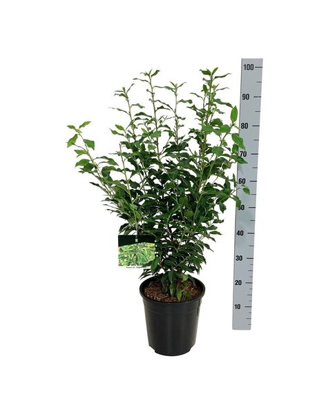 Prunus