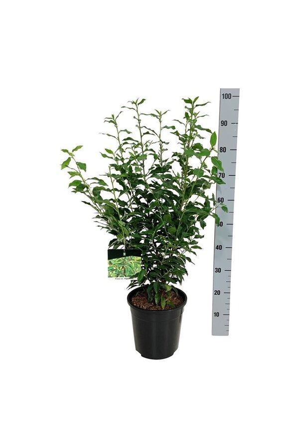 Portugiesischer Lorbeer Prunus angustifolia