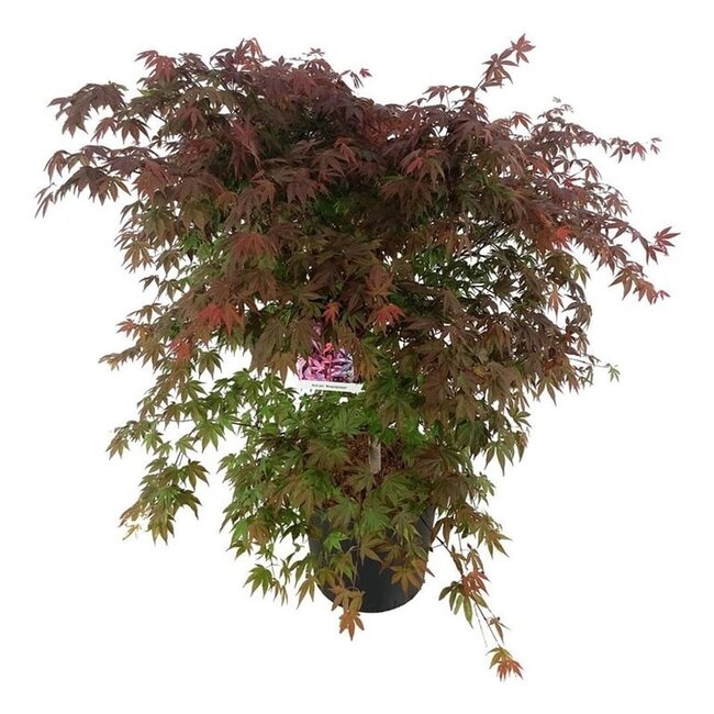 Ahorn Acer Atropurpureum