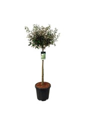 Olivenbaumweide Elaeagnus Compacta