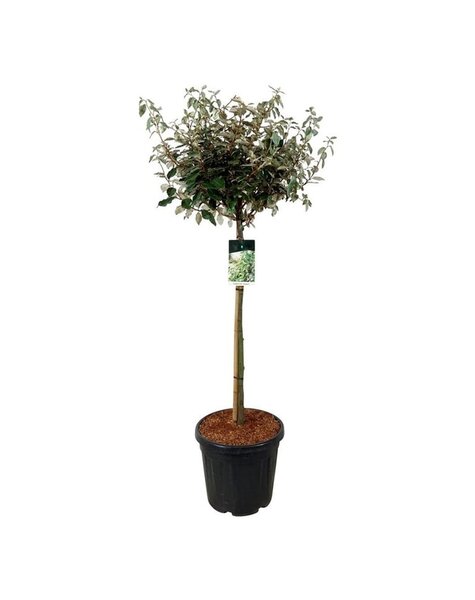 Elaeagnus