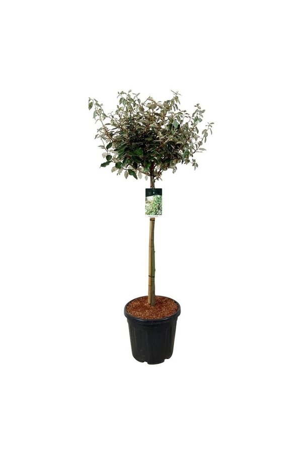 Olivenbaumweide Elaeagnus Compacta