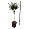 Olivenbaumweide Elaeagnus Compacta