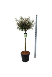 Olivenbaumweide Elaeagnus Compacta