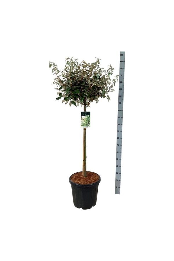 Olivenbaumweide Elaeagnus Compacta