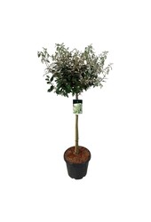 Olivenbaumweide Elaeagnus Compacta