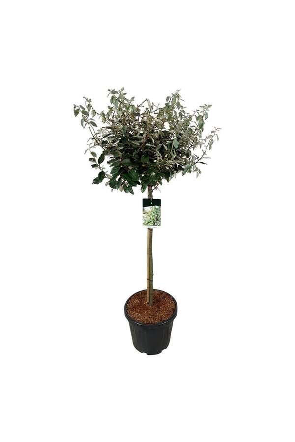 Olivenbaumweide Elaeagnus Compacta