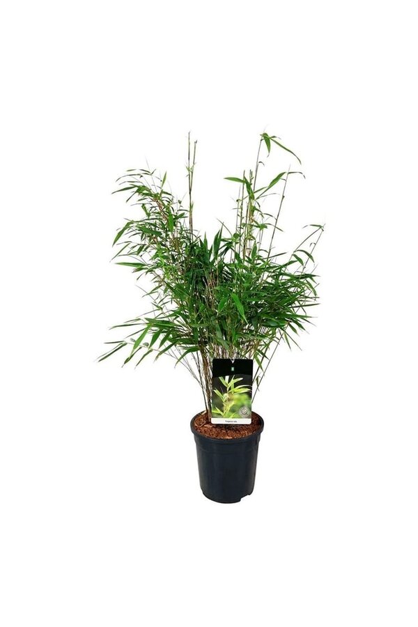Bambus Fargesia rufa