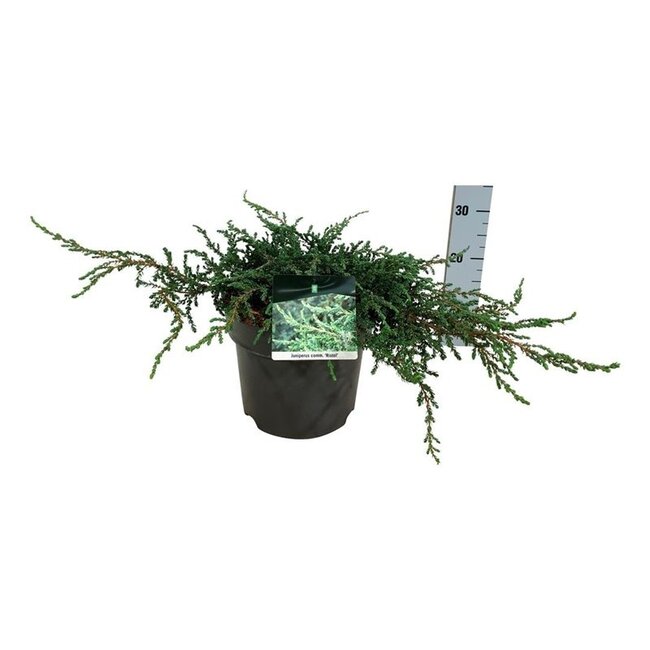 Zypresse Juniperus Ristol