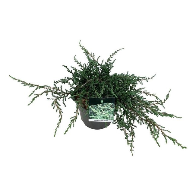 Zypresse Juniperus Ristol