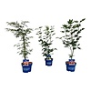 Ahorn Mix Schicht Acer JACK FROST® Kollektion