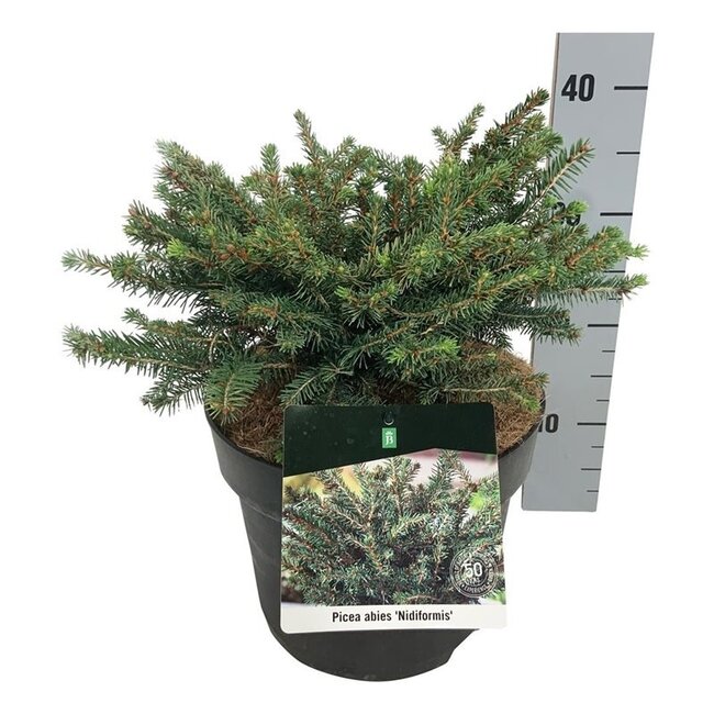 Weißtanne Picea abies Nidiformis