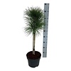 Kiefer Pinus nigra Aron PBR