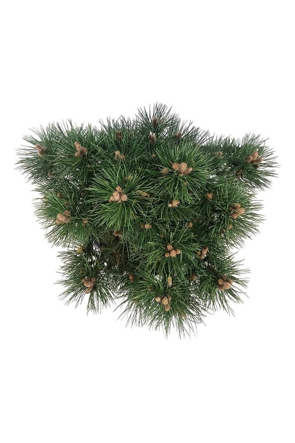 Kiefer Pinus nigra Nana