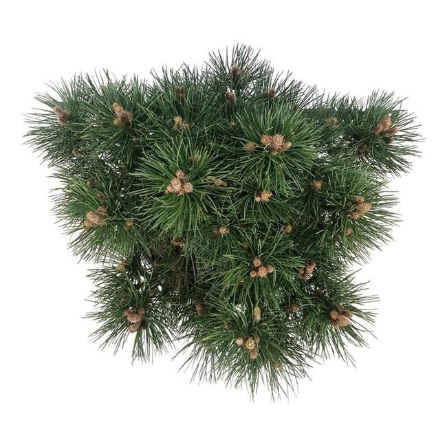 Kiefer Pinus nigra Nana