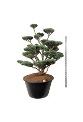 Kiefer Pinus Watereri