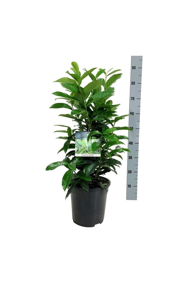 Portugiesischer Lorbeer Prunus Genolia ®