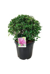 Flieder Syringa BLOOMERANG® Dunkelviolett