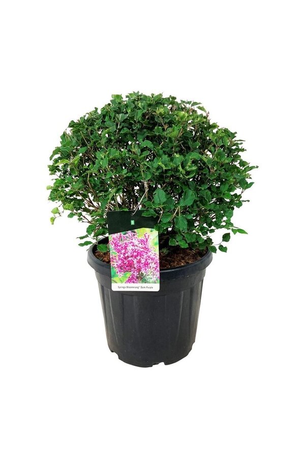 Flieder Syringa BLOOMERANG® Dunkelviolett