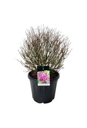 Flieder Syringa BLOOMERANG® Dunkelviolett