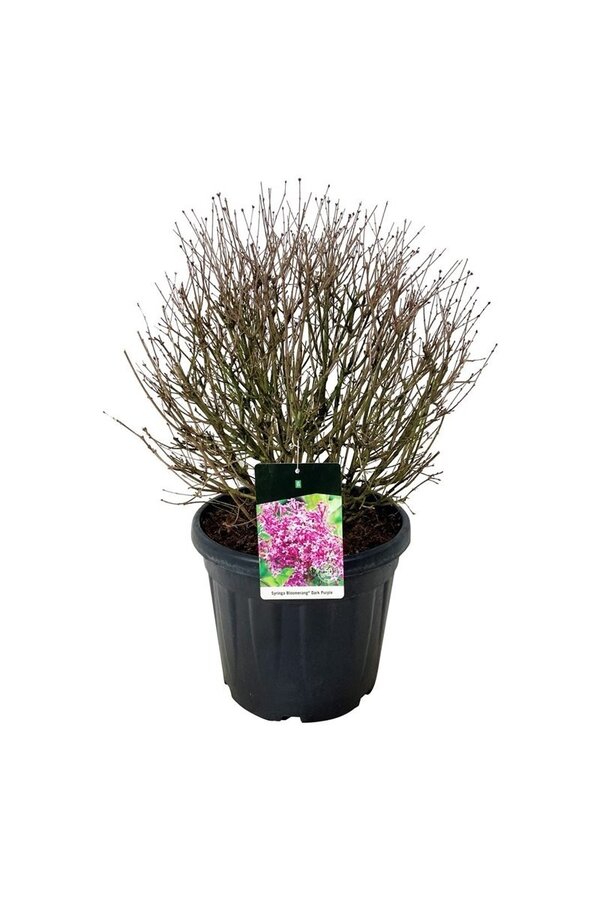 Flieder Syringa BLOOMERANG® Dunkelviolett