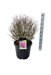 Flieder Syringa BLOOMERANG® Dunkelviolett