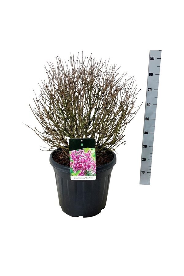 Flieder Syringa BLOOMERANG® Dunkelviolett