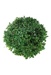 Flieder Syringa BLOOMERANG® Dunkelviolett