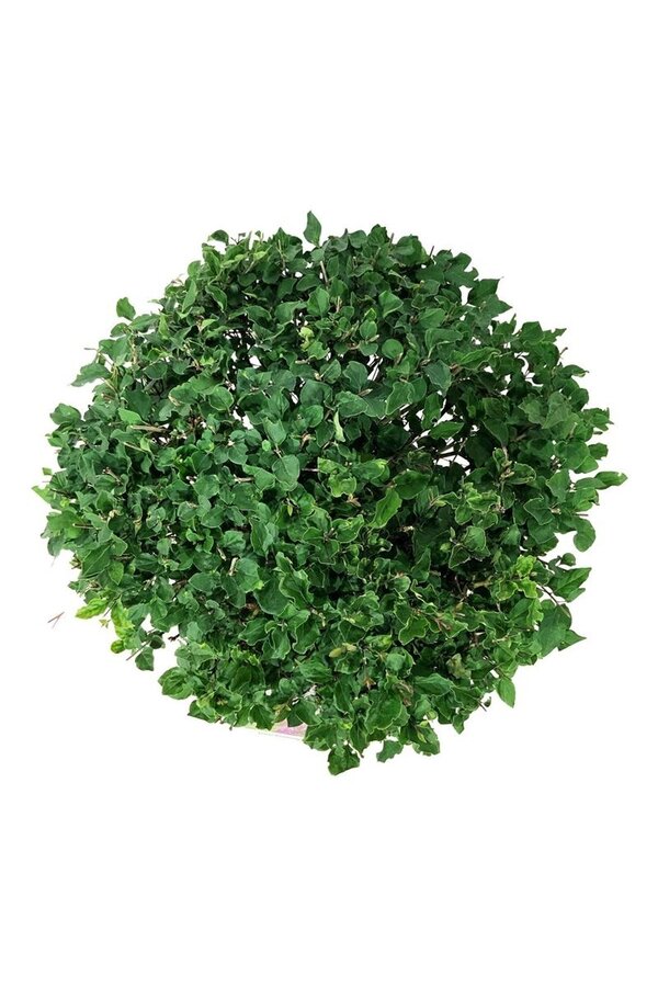 Flieder Syringa BLOOMERANG® Dunkelviolett