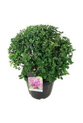 Flieder Syringa BLOOMERANG® Dunkelviolett