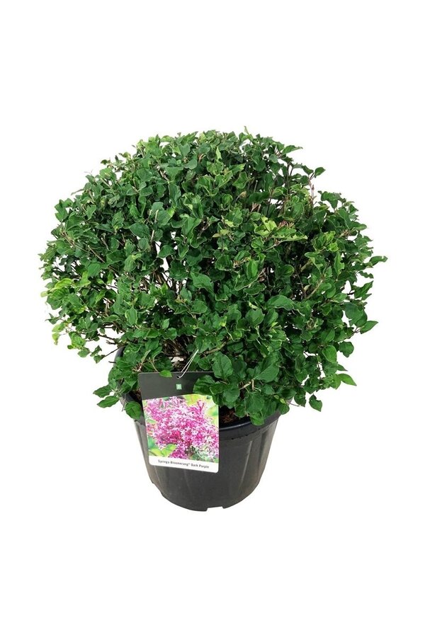 Flieder Syringa BLOOMERANG® Dunkelviolett