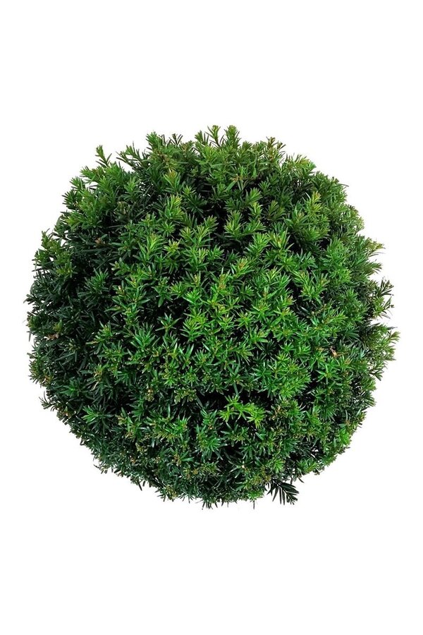 Kiefer Taxus media Grönland