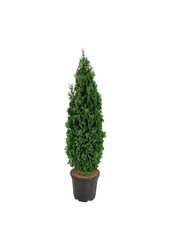 Nadelbaum Thuja Degroots Spire
