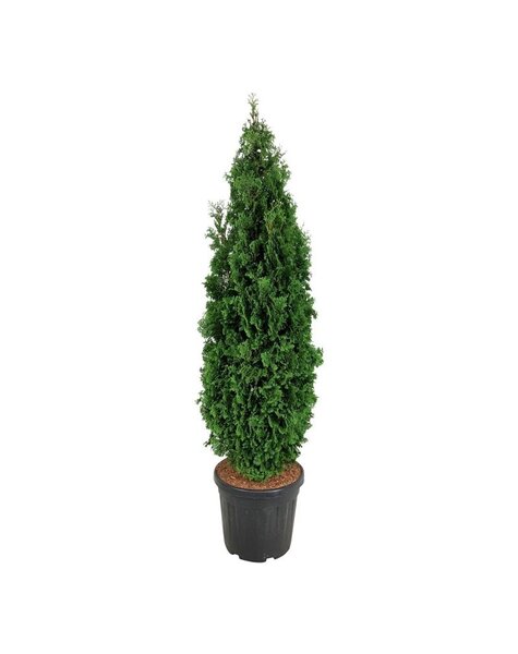 Thuja