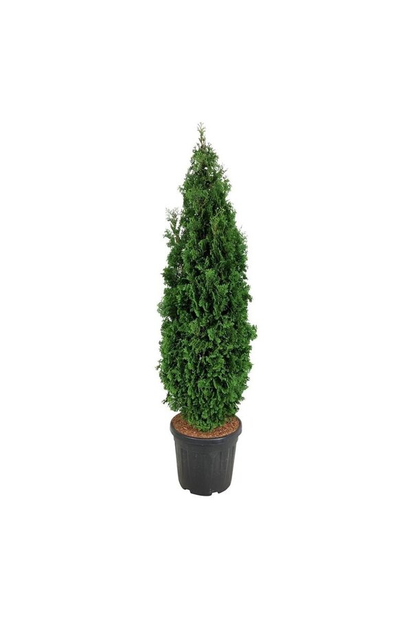 Nadelbaum Thuja Degroots Spire