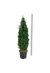 Nadelbaum Thuja Degroots Spire