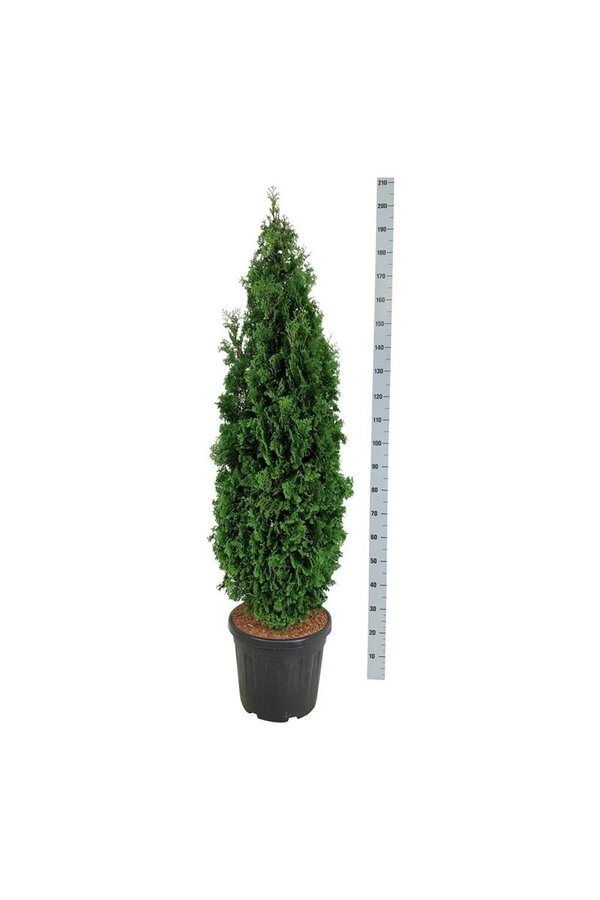 Nadelbaum Thuja Degroots Spire