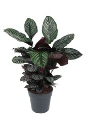 Calathea Ornata