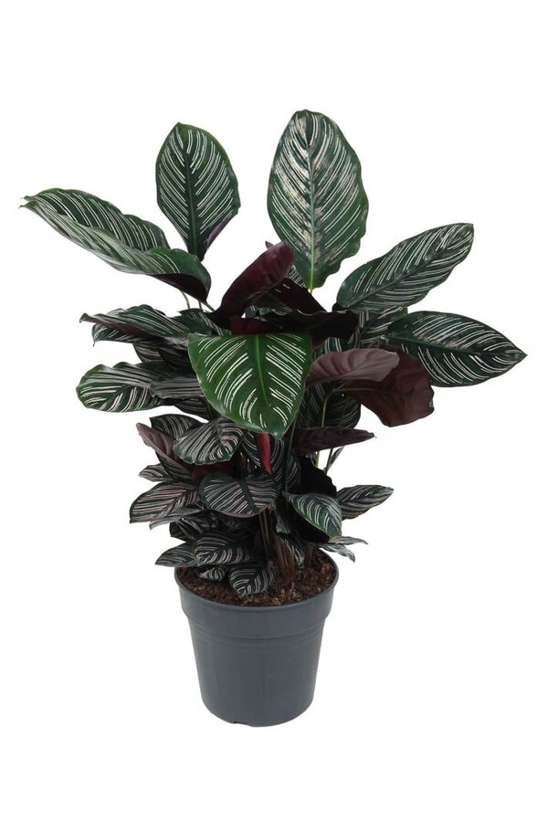 Calathea Ornata