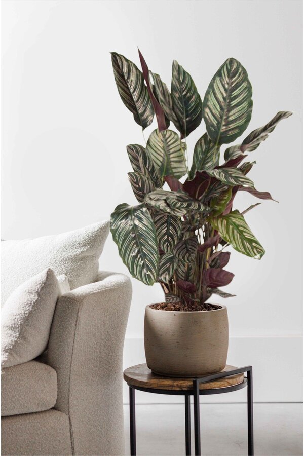 Calathea Ornata