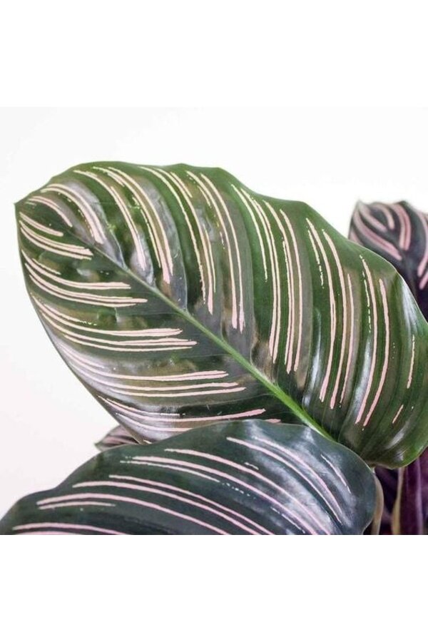 Calathea Ornata
