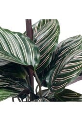 Calathea Ornata