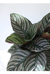 Calathea Ornata