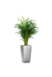 Areca in Selbstbewässerung Cubico