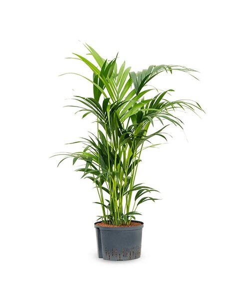 Wasserkraftwerk Howea Forsteriana
