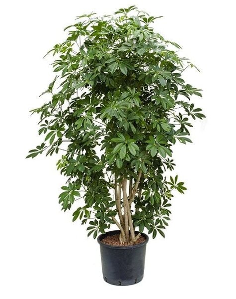 Wasserkraftwerk Schefflera